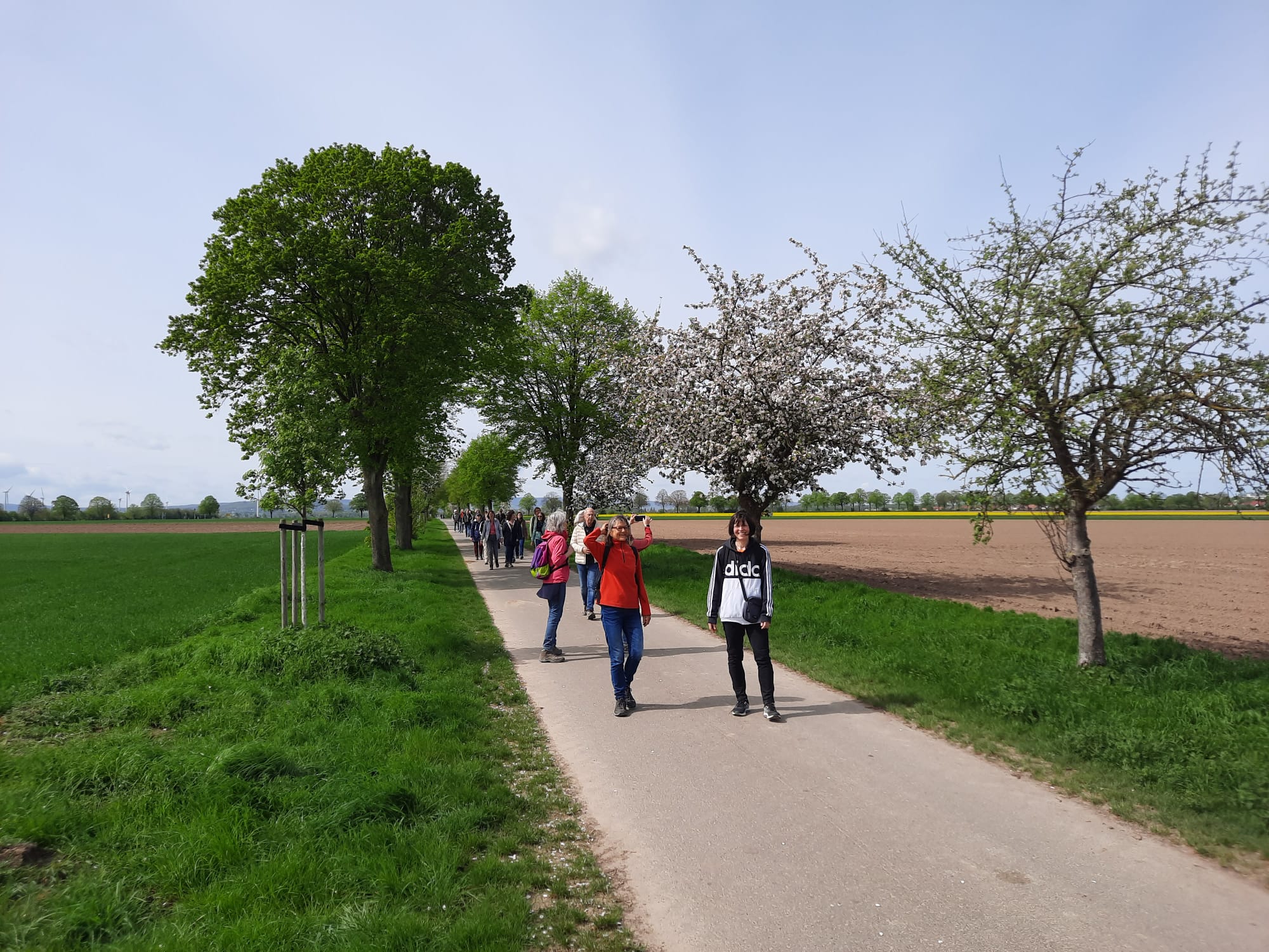 Obstbaumallee